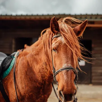 八万彩票 App 界面